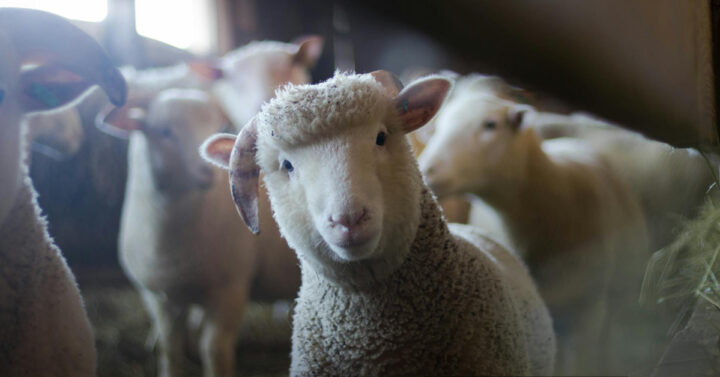 Sheep in a barn looking at the camera