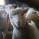Sheep in a barn looking at the camera