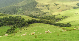 Sheep grazing on green hills