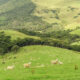 Sheep grazing on green hills