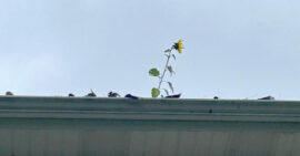 Sunflower growing out of the gutters along a roof