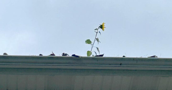 Sunflower growing out of the gutters along a roof
