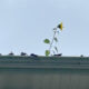 Sunflower growing out of the gutters along a roof